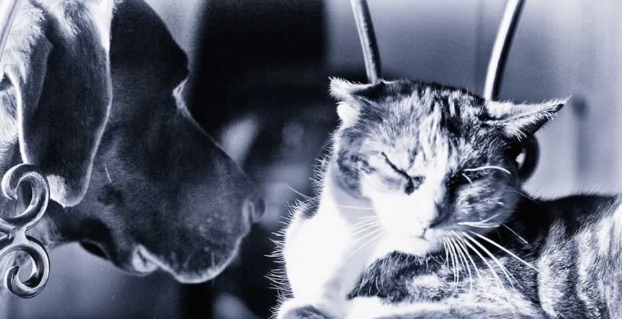 Chien et chat