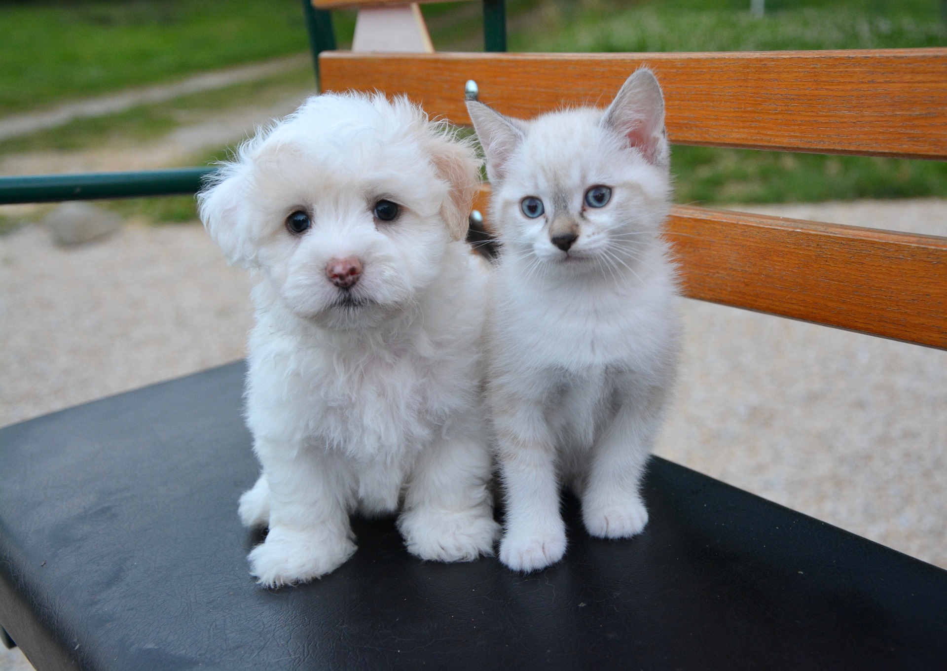 Chien et chat